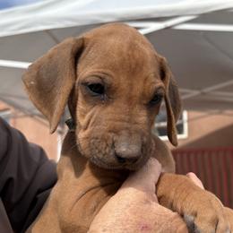 Boy 2 - male Rhodesian Ridgeback puppy in Veguita, New Mexico from TerraCotta Kennels