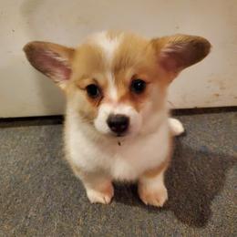 Pembroke Welsh Corgi Puppies from Benischek's P. W. Corgi's