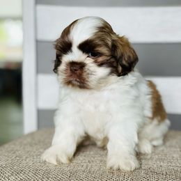 Boy 2 - Liver and white male Shih Tzu puppy in Seguin, Texas from Dolled Up Shih Tzus