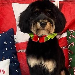 Aussiedoodles and Poodles from Lolo’s Aussiedoodle