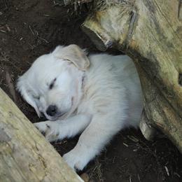 Golden Retriever Puppies from The Golden Court