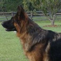 Bae - German Shepherd