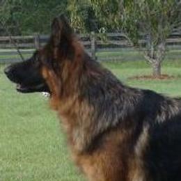 Bae - German Shepherd