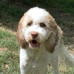 Alice - Saint Berdoodle