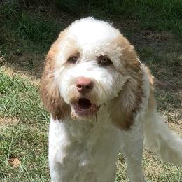 Alice - Saint Berdoodle