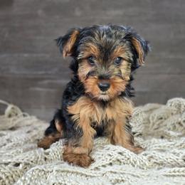Myra - Black and tan female Yorkshire Terrier puppy in Mountain Grove, Missouri from Precious Puppies