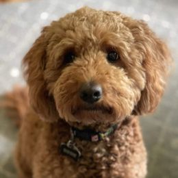 Rosie - Goldendoodle