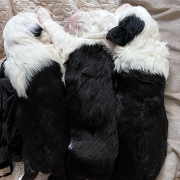 Old English Sheepdogs from Fab OES