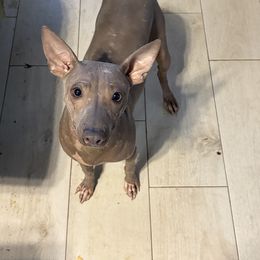 Frost - Blue male American Hairless Terrier puppy in Cleveland, Texas from Poise Aussies & American Hairless Terriers