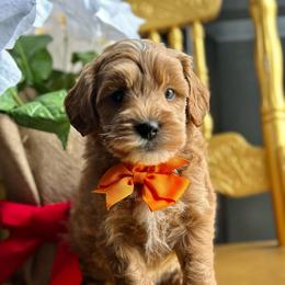 Neo - Red  male Goldendoodle puppy in Adolphus, Kentucky from Deerly Poodles