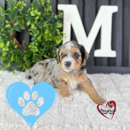 Goldendoodle Puppies from Maryland Designer Doodles