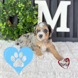 Goldendoodle Puppies from Maryland Designer Doodles