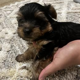 Yorkshire Terrier Puppies from QT Pie Pups