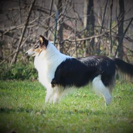Collie All Grown Up from Wellsmere Collies