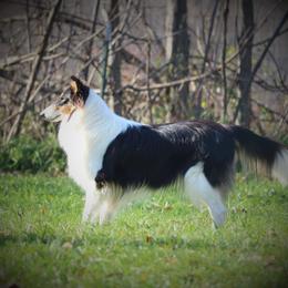 Collie All Grown Up from Wellsmere Collies
