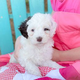 Australian Labradoodle Puppies from Strawberry Fields Labradoodles