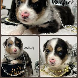 (1) Dasher, BMM - Blue merle male Miniature American Shepherd puppy in Huntington, Texas from JKKJ Farms