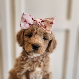 Yellow - Apricot female Goldendoodle puppy in Prattville, Alabama from Jericho Junction Doodles and Poodles