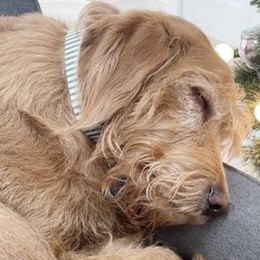Bearded Retrievers and Labradoodles from Old Mission Retrievers