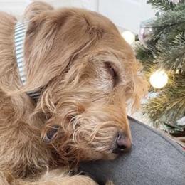 Bearded Retrievers and Labradoodles from Old Mission Retrievers