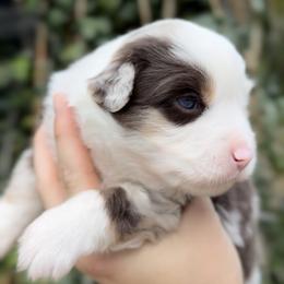Girl 3 - Red merle female Miniature American Shepherd puppy in Kamuela On The Big Island, Hawaii from Royal Hawaiian Aussies LLC