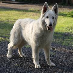 "Lukara, the mother of our puppies" Berger Blanc Suisse All Grown Up from SureFire Shepherds