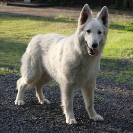 "Lukara, the mother of our puppies" Berger Blanc Suisse All Grown Up from SureFire Shepherds