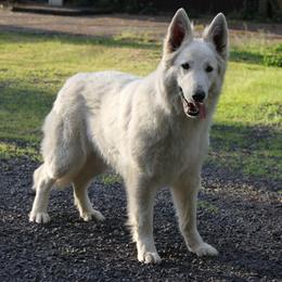"Lukara, the mother of our puppies" Berger Blanc Suisse All Grown Up from SureFire Shepherds