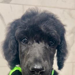 Elton - Poodle puppy from Faksa Standard Poodles