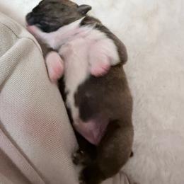 Teddy - Red brindle and white female Bulldog puppy in Conroe, Texas from Momma Bear’s bulldogs