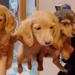 Dachshund puppies from DrakeFire Dachshunds