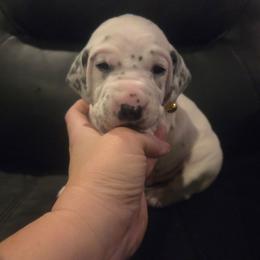 Apollo (yellow) - White and black male Dalmatian puppy in Palmer, Massachusetts from Delaney's Dalmatians 2