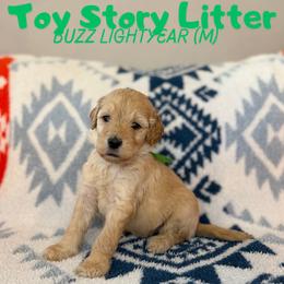Buzz - Apricot male Goldendoodle puppy in Houston, Texas from Golden Life Doodles
