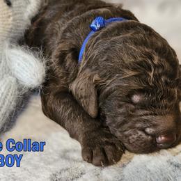 Blue Collar - Brown male Double Doodle puppy in Jeddo, Michigan from Bert's Doodles