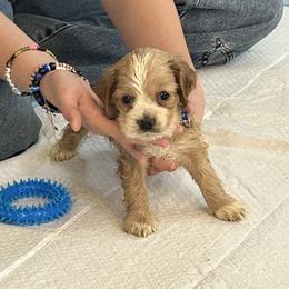 Blue - Buff male Cocker Spaniel puppy in Philpot, Kentucky from Country Cockers