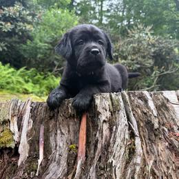 Minnow - Black female Labrador Retriever puppy in Lenoir, North Carolina from Wooten Retrievers