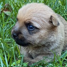 Cairn Terrier Puppies from Shining Waters Farm