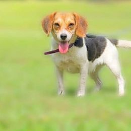 RCK STYX - Beagle
