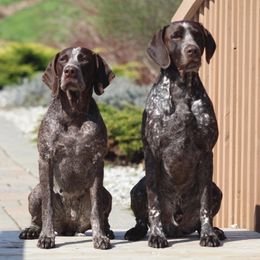 German Shorthaired Pointers from Stillwood German Shorthaired Pointers
