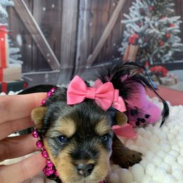 Girl pink 1800 - Black and tan female Yorkshire Terrier puppy in Douglas, Georgia from Southern Georgia Yorkies and biewers