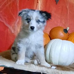 Conway - Blue merle male Miniature Australian Shepherd puppy in Elkhart, Texas from Donaldson Dogz