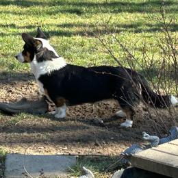 Mazikeen - Black and white female Cardigan Welsh Corgi puppy in Clio, Michigan from Old Oak Cardigans