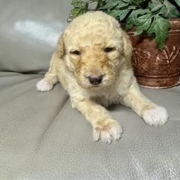 Journey - Cream female Goldendoodle puppy in Lake City, Florida from Dream Hollow Farm