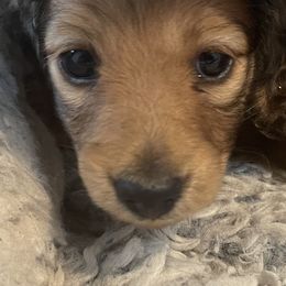 Dachshunds from Royal Champion Dogs