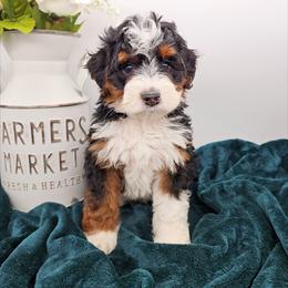 Bandit - Tri-color male Bernedoodle puppy in Granton, Wisconsin from Rose River Farms