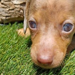 Ash - Dapple male Dachshund puppy in Birmingham, Alabama from Mini Doxies Love