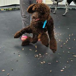 Dalmatian, Poodle, and Rhodesian Ridgeback Puppies from Ruffles, Ridges, & Spots!