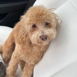 Coco - Poodle