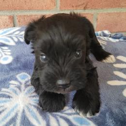 Collies and Miniature Schnauzers from Kennedy Miniature Schnauzers