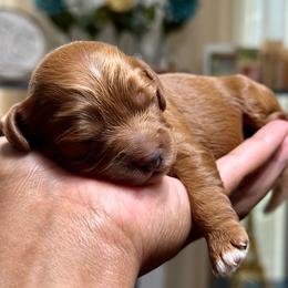 Green Collar Male - Red male Cavapoo puppy in Palm Beach County, Florida from Benji’s Cockapoos